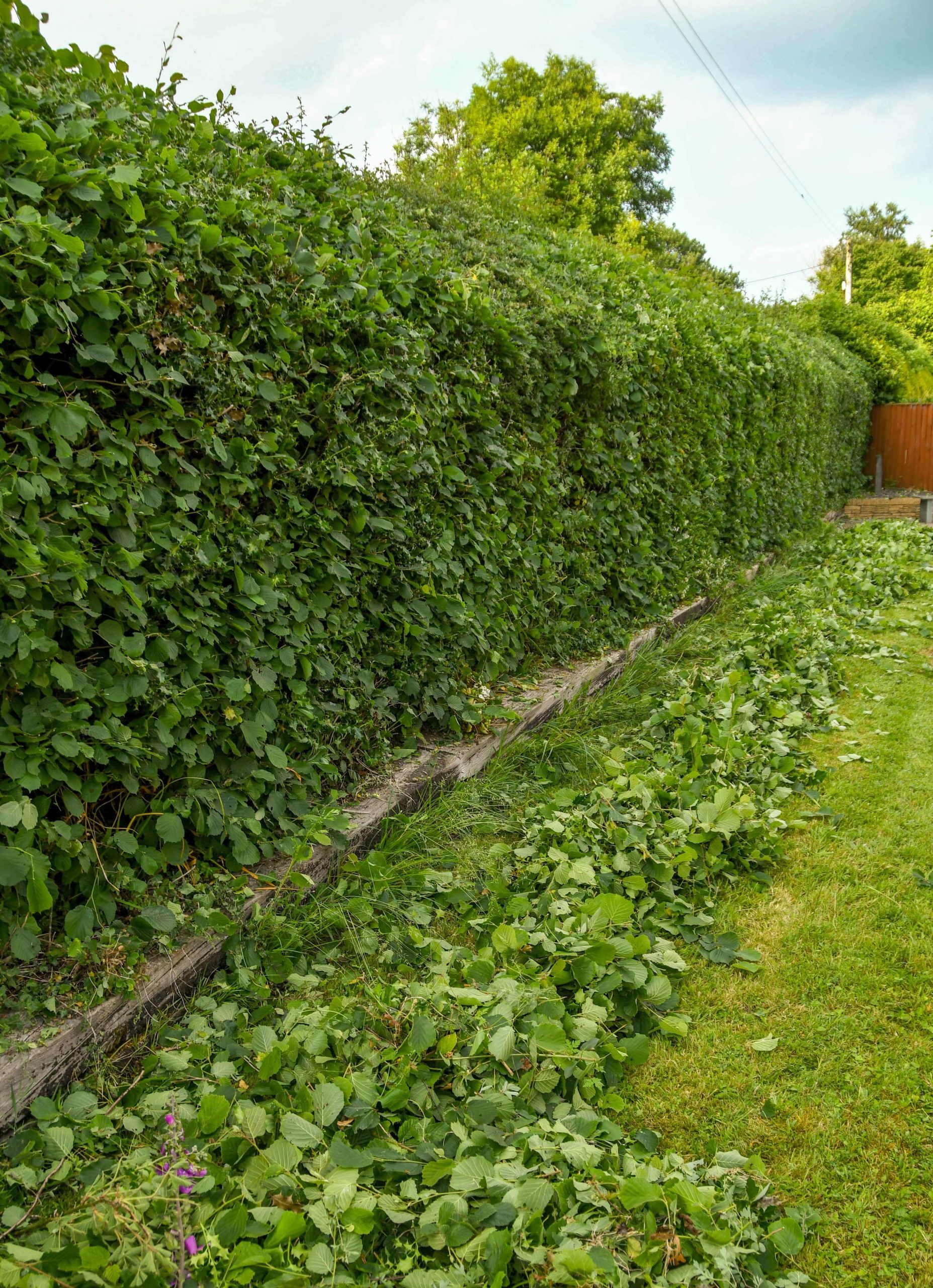 Garden Maintenance Balham SW12